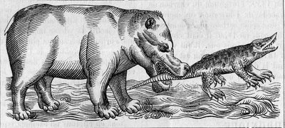 Hroch nilský. (Po Pierru Belonovi od Unknown artist