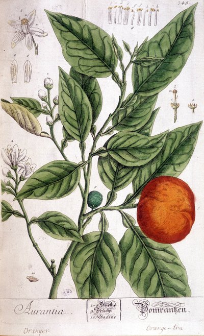 Orange (Aurentia) - Arts Deco od Unknown artist