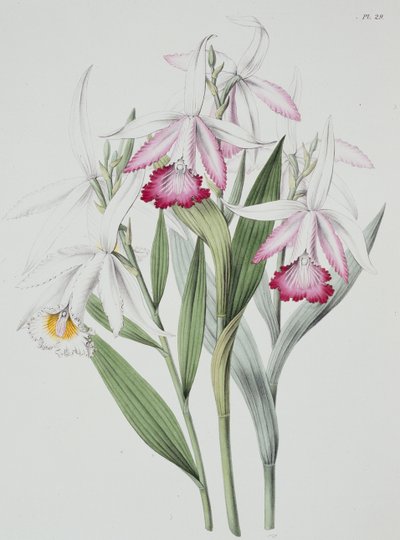 Orchidej: Sobralia liliastrum ze skupiny "Sertum Orchidaceum" od Unknown Artist