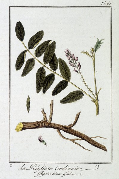 Obyčejná liquisse (Glycyrrhiza glabra) - v „Cvičení z botaniky pro obchodníky“, editoval J.C. Philibert, Imprimerie de Crapelet, Paříž od Unknown artist