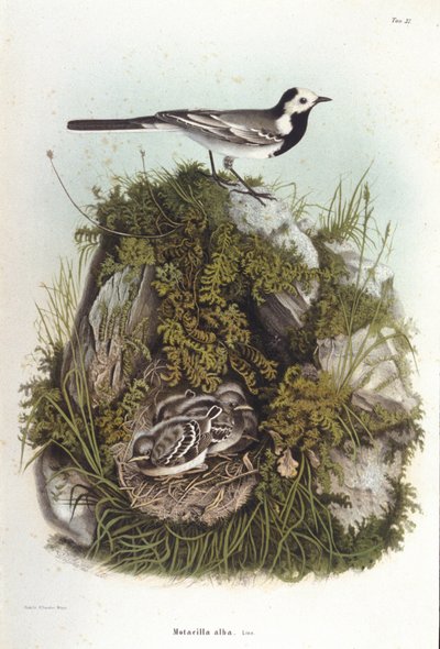 Ornitologie: bergeronnet šedý (motacilla alba) poblíž hnízda mláďat. Rada zoologie 19. století od Unknown artist