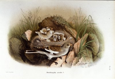 Ornitologie: vysokohorská niverolla poblíž hnízda mláďat. od Unknown artist