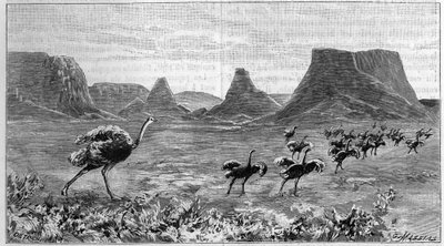 Pštros volně v jižní Africe. Rytina z roku 1895 z kresby Lichtensteina z roku 1804. od Unknown artist