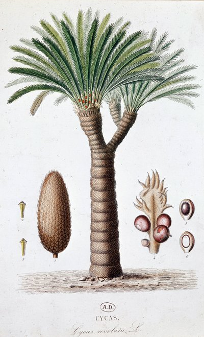 Palm Cycas Revoluta - botanická tabule od Unknown artist