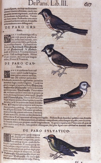 Passereaux v Historia Animalium od Conrada Gesnera (1516 - 1565), Tiguri od Unknown artist
