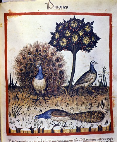 Pávi zastoupeni v "Tacuinum Sanctum" od Unknown artist