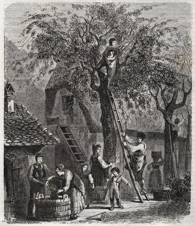 Sbírání třešní - Sbírání třešní - rytina 1860 - od Unknown artist