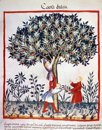 Sbírání třešní. Osvětlení z dojení medicíny a dietetiky „“Tacuinum sanitatis““ od Unknown artist