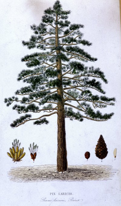 Pin Laricio - botanická deska od Unknown artist
