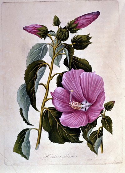Růžový ibišek. Botanická deska. Rytina. od Unknown artist