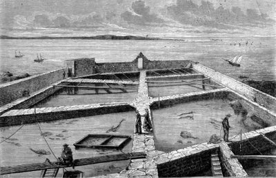 Chov ryb v Concarneau. Rytina z roku 1860. od Unknown artist