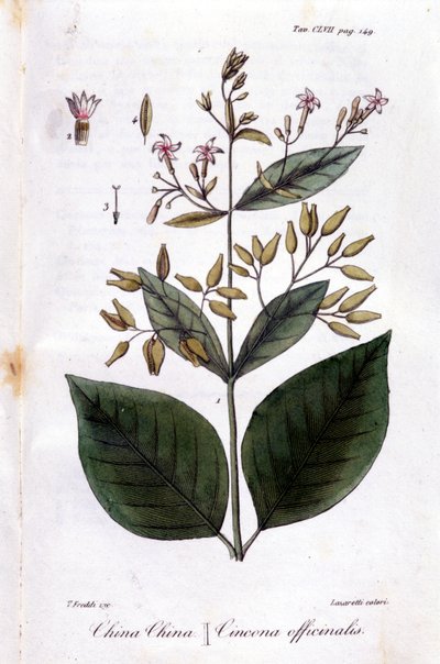 Talíř Quinquina (Cinchona Officinalis). od Unknown artist