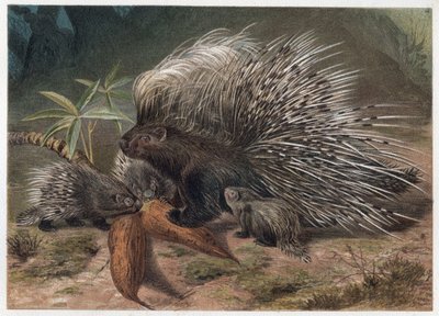 Vepřový epos na Krétě (porc-epos) - Dikobraz chocholatý (Hystrix cristata) - rytina z „“Brehmova života zvířat”” od Alfreda Edmunda Brehma (1829-1884) od Unknown artist