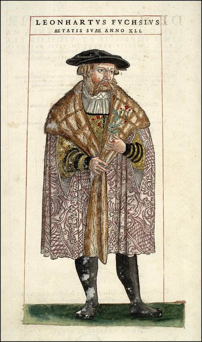 Portrét Leonharta Fuchse: Botanik - německý lékař (1501 - 1566) - v "Dějiny stirpia s komentáři k odznakům,..." od Leonharta Fuchse od Unknown artist