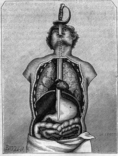 Pozice zaujatá čepelí v těle vlaštovky. Rytina v „“ La Nature: revue des sciences et de leurs applications aux arts et a l