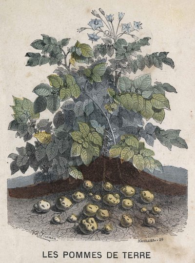 Brambory. ilustrace 19. století. Kolekce Bianchetti. od Unknown artist