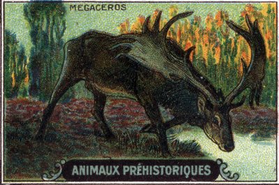Prehistorické zvíře: megaceros. od Unknown Artist