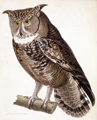 Raptor: Africká sova. 19. století rytina od Unknown artist