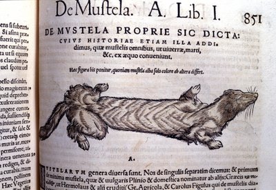 Znázornění mustelly (rodiny lasicovitých) související s lasičkou - v Historia Animalium od Conrada Gesnera (1516 - 1565), Tiguri od Unknown artist