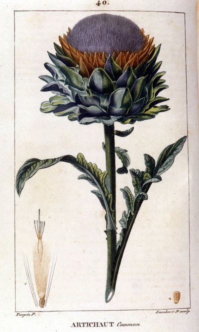 Zastoupení artyčoku. Botanická deska. 19. století. od Unknown artist