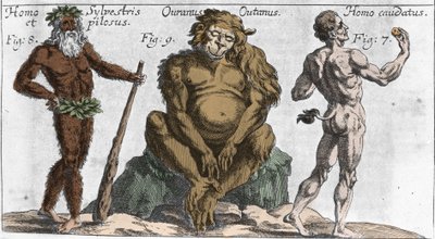 Znázornění různých obludných tvorů: muž lesní nebo chlupatý, opice orangutan (orang-utan, orang outang, orang-utang) a muž s ocasem. Talíř z “” Mundi Mirabilis Oeconomia”” od Johamma Zahna, sd. 1696. milánský . od Unknown artist