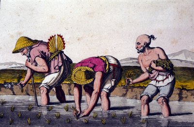 Pěstování rýže v Číně. tisk z 19. století. od Unknown artist