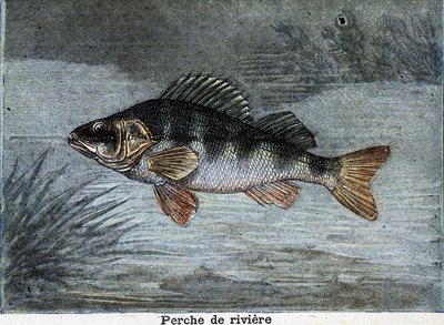 Okoun říční. Rytina z roku 1897 od Unknown artist