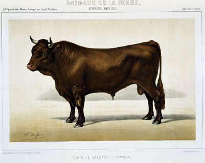 Salers Breed Taurus - v ""Hospodářských zvířatech"" od Unknown artist