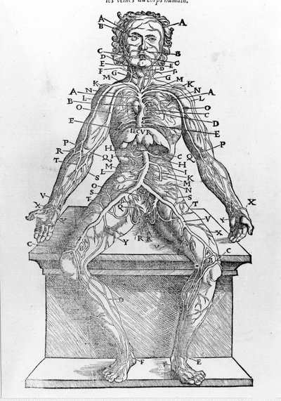 Řez lidského těla od W. H. Ryffa Anatomický popis všech částí lidského těla vytištěný v Paříži v roce 1545 od Unknown artist