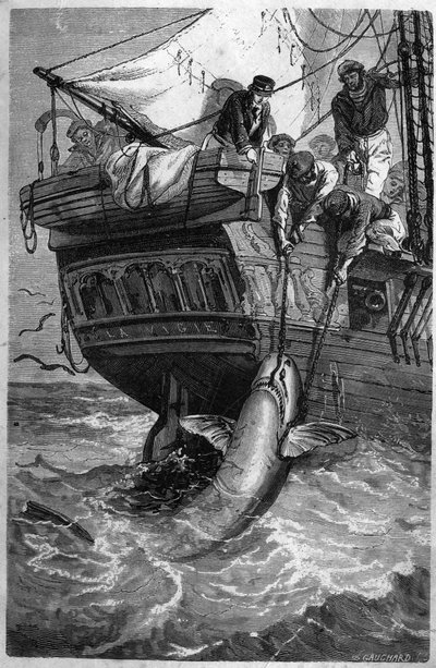 Lov žraloků. (Pesca allo squalo) Rytina z 19. století. Soukromá sbírka. od Unknown artist