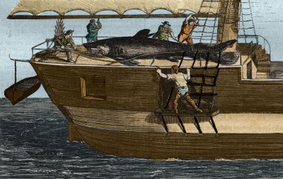 Lov žraloků. Rytina z roku 1859 v „Muzeu věd““ od Unknown artist
