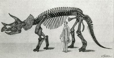 Kostra Triceratops prorsus od Unknown artist