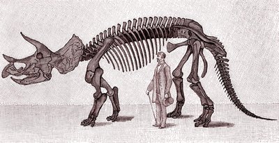Kostra Triceratops prorsus od Unknown artist