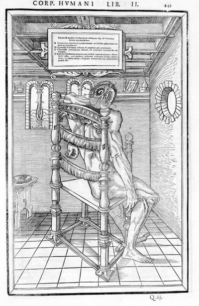 Řez lebky. Anatomická deska "Pitva tří částí lidského těla..." Carlo Stefano Riverio, Paříž 1545 od Unknown artist
