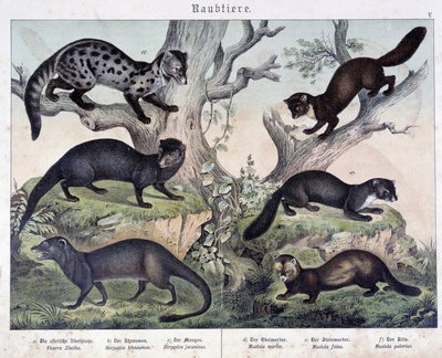 Malí caruasiers. v „Přírodní historie savců“, ed. Schreiber od Unknown artist