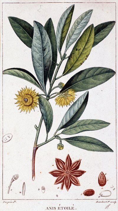 Badyán - botanická deska od Unknown artist