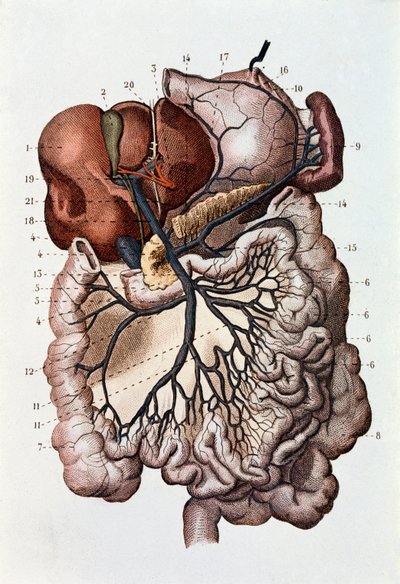 Studium lidského mozku, mozkových hemisfér a mozečku (rytina od Unknown artist