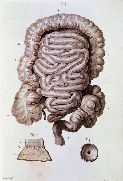 Studium lidského střeva (střeva), dvanáctníku a tenkého střeva (rytina od Unknown artist