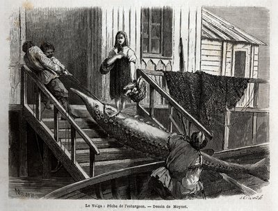 Lov jeseterů v ústí řeky Volhy. Rytina pro ilustraci plavby po Volze od M. Moyneta, v roce 1864, v „“Le tour du monde, nouveau journal des voyages““ vydaném pod vedením Edouarda Chartona od Unknown artist