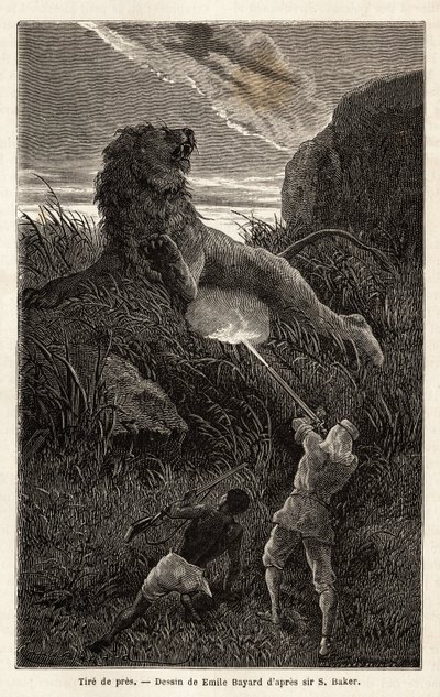 Autor překvapený lvem během túry při východu slunce zvíře zastřelí a zraní. Rytina pro ilustraci průzkumu habešských přítoků Nilu od sira Samuela W. Bakera v letech 1861-62, publikovaná v „“Le tour du monde““ 1870-1871, edi od Unknown artist