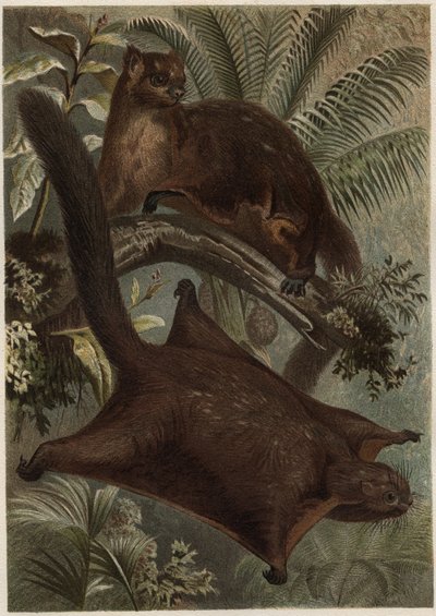 Taguan (Létající veverka) (čeleď Sciuridae) - Veverka (létající veverka) - rytina z “”Brehmova života zvířat”” od Alfreda Edmunda Brehma (1829-1884) od Unknown artist