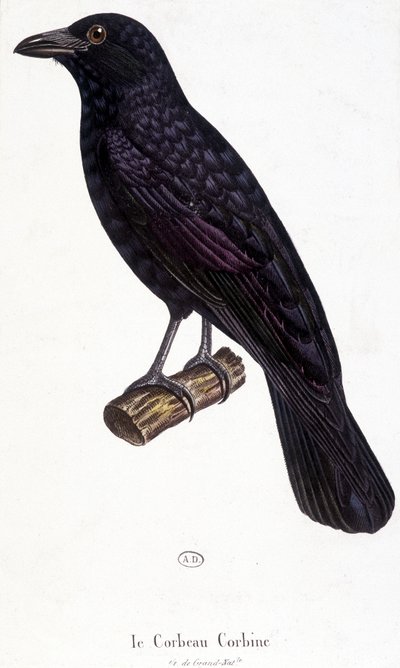 The Corbine Raven - přírodopisná tabule od Unknown artist
