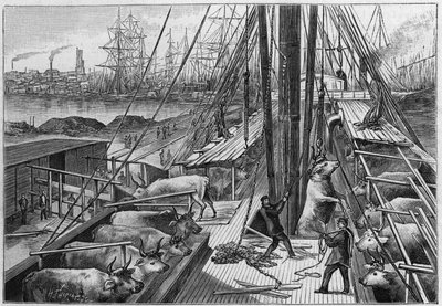 Anglický parník „Bellenden“, přepravující 90 volů z Argentiny, připlul do přístavu Dunkerque 18. od Unknown artist