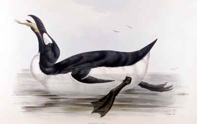 Tučňák obrovský (Alca Impennis) – v Ptácích Evropy“ od Johna Goulda, Londýn od Unknown artist