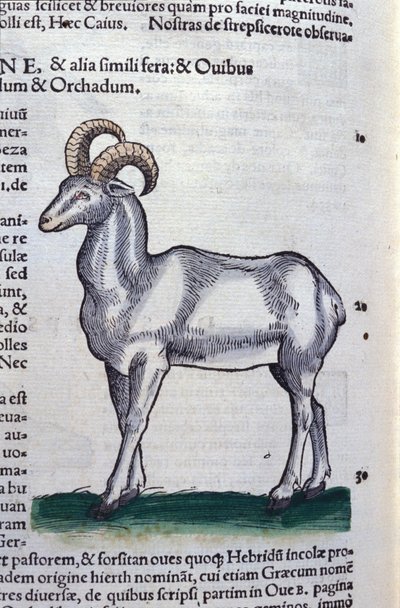 Kozorožec v Historia Animalium od Conrada Gesnera (1516 - 1565), Tiguri od Unknown artist