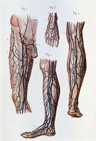 Systém krevního oběhu v nohou a chodidle (rytina od Unknown artist