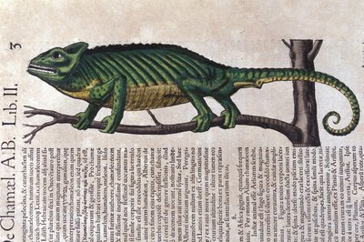 Chameleon po Historia animalium od Konrada Gesnera, Tiguri od Unknown artist