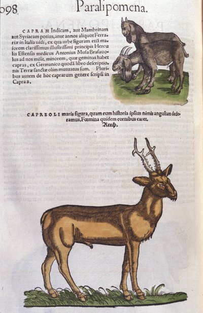 Jelen v dějinách zvířat od Conrada Gesnera (1516 - 1565), Tiguri od Unknown artist