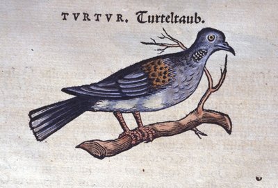 Holubice - z Historia animalium od Konrada Gesnera, Tiguri od Unknown artist