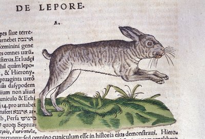Zajíc podle Historia Animalium od Conrada Gesnera, Tiguri 1560. Biblioteca Nazionale Braidense. Milán od Unknown artist